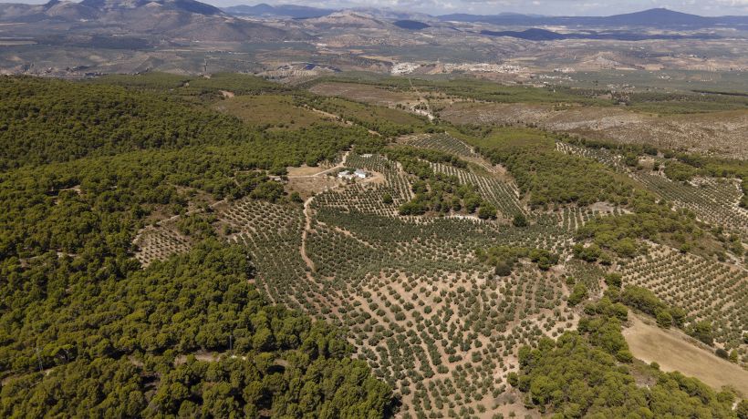 Inversión Única en Andalucía con Producción Agrícola y Oportunidades Recreativas