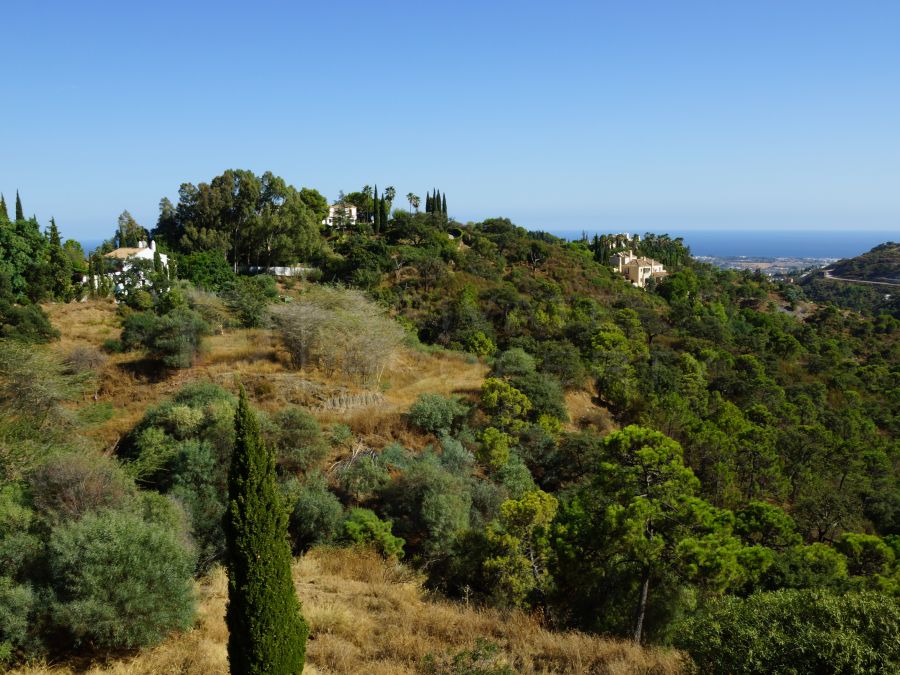 Plot in El Madroñal