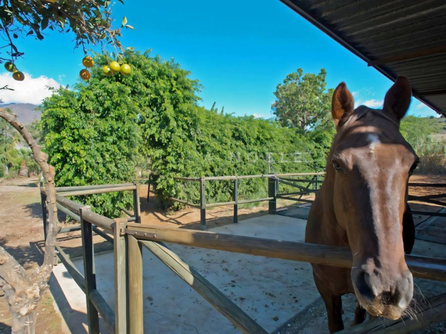 Country house Beautiful house with stables, paddock and gardens close to the beach in Estepona