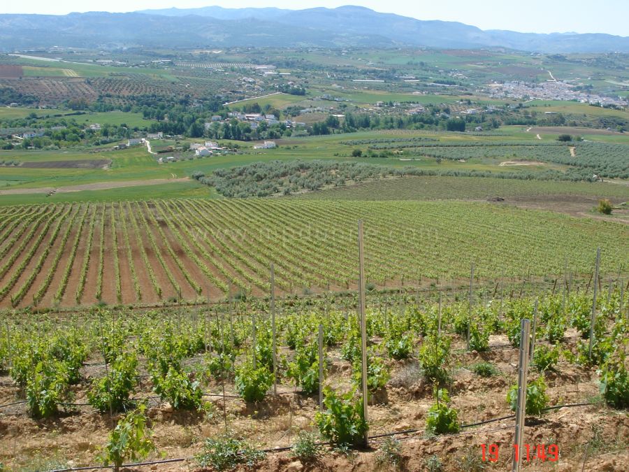 Finca y vitivinícola en Ronda