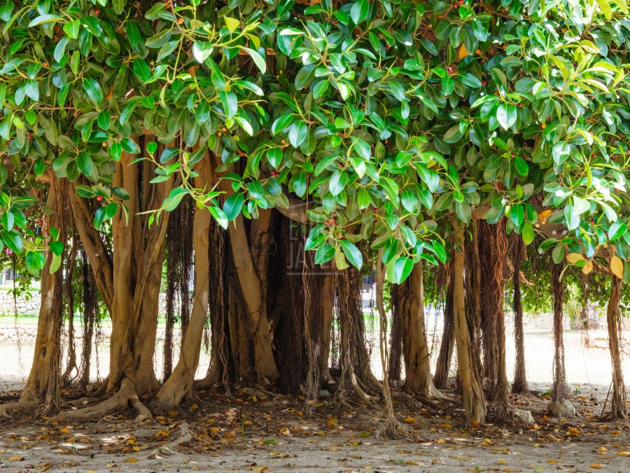 En exclusiva Finca Banyan en Jávea, a los pies del Montgó