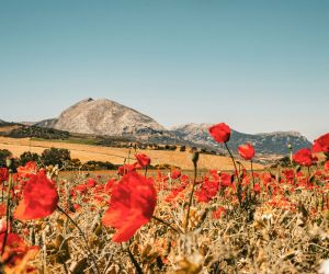 Día de Andalucía: Guide to Regional Holiday Celebrations & Traditions
