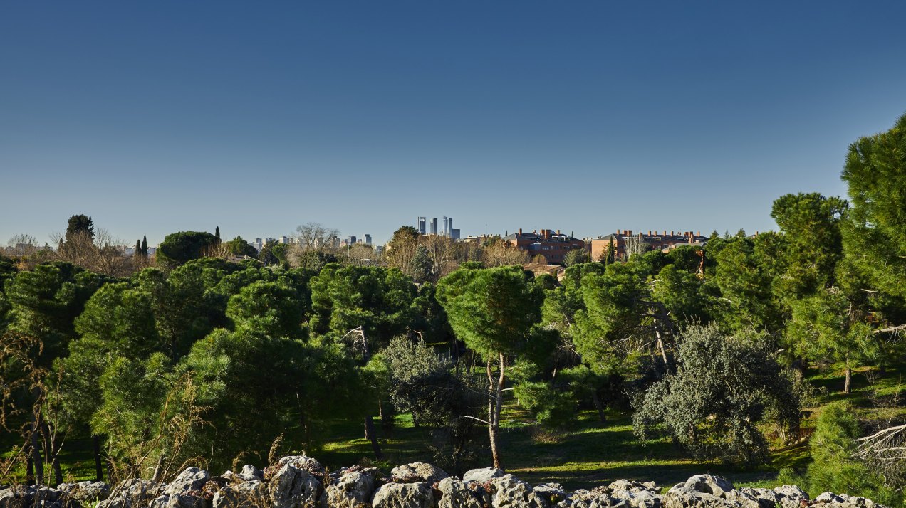 Exclusiva parcela en La Moraleja con vistas a Madrid y potencial para proyecto residencial y viñedo