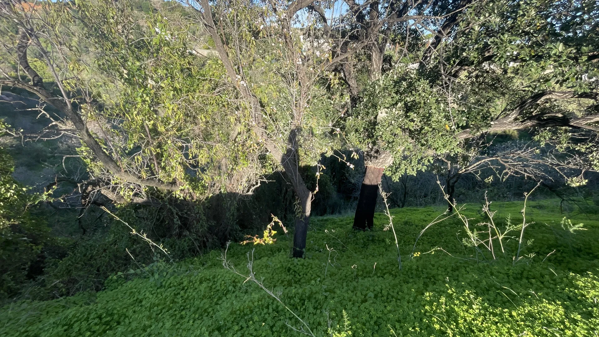Estepona, finca en venta