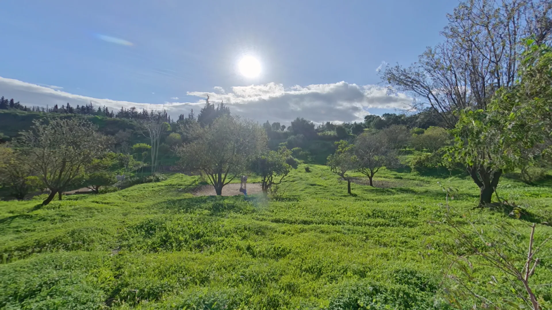 Estepona, finca en venta