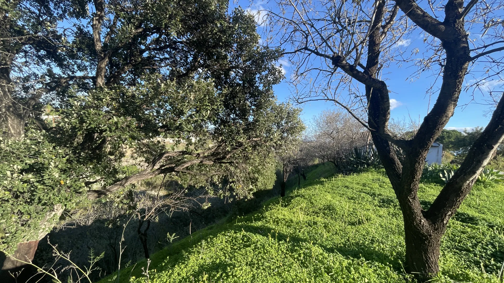 Estepona, finca en venta