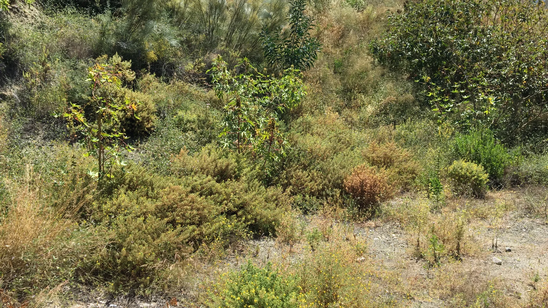 Plot in Los Capanes del Golf for sale