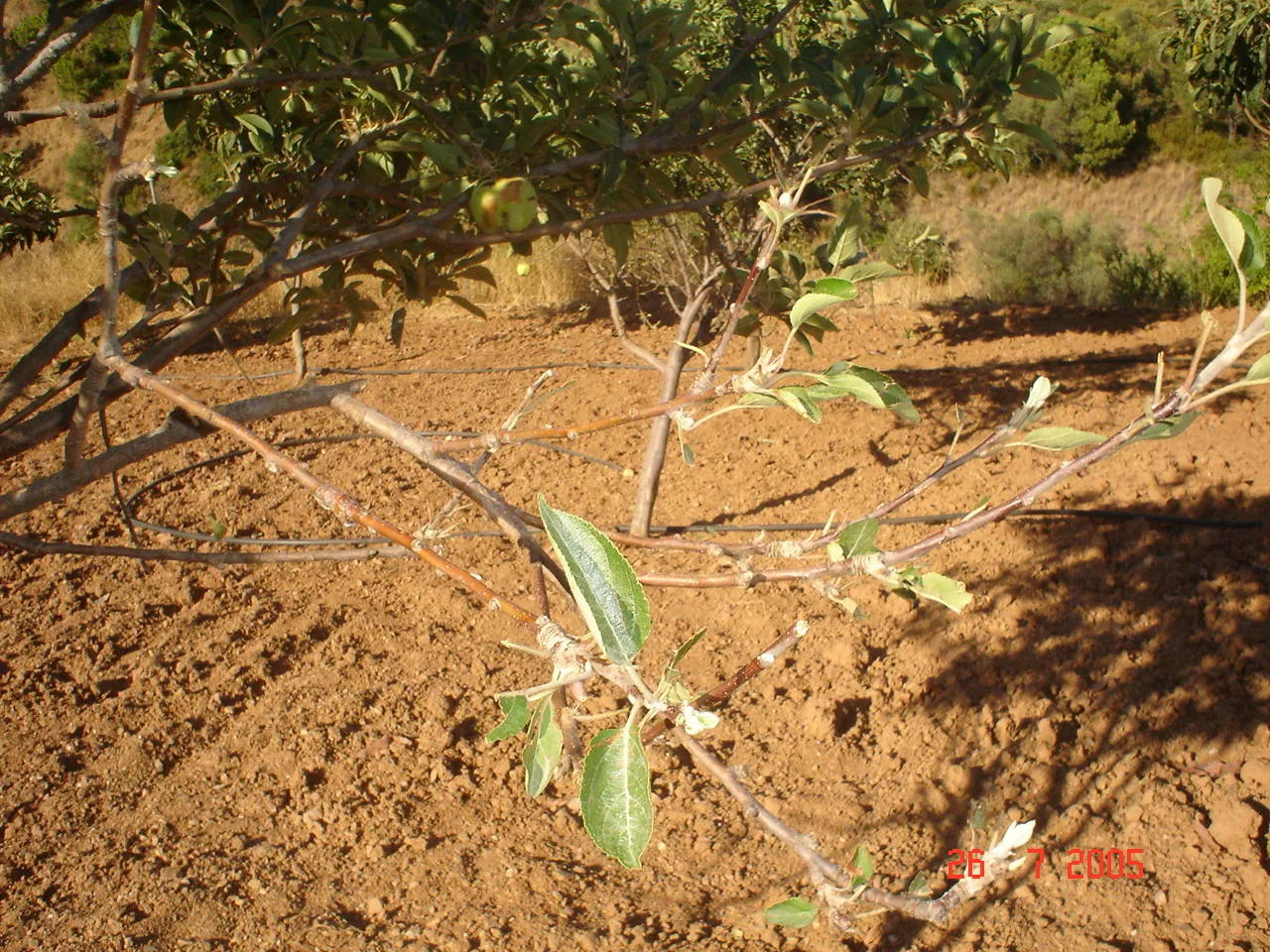 Comprar parcela en El Padron