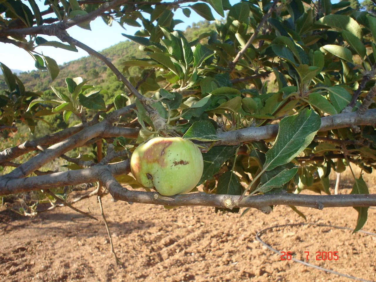 Comprar parcela en El Padron