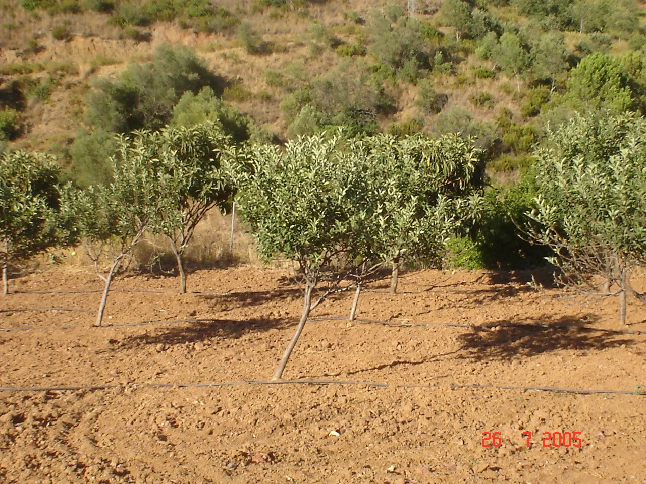 Comprar parcela en El Padron