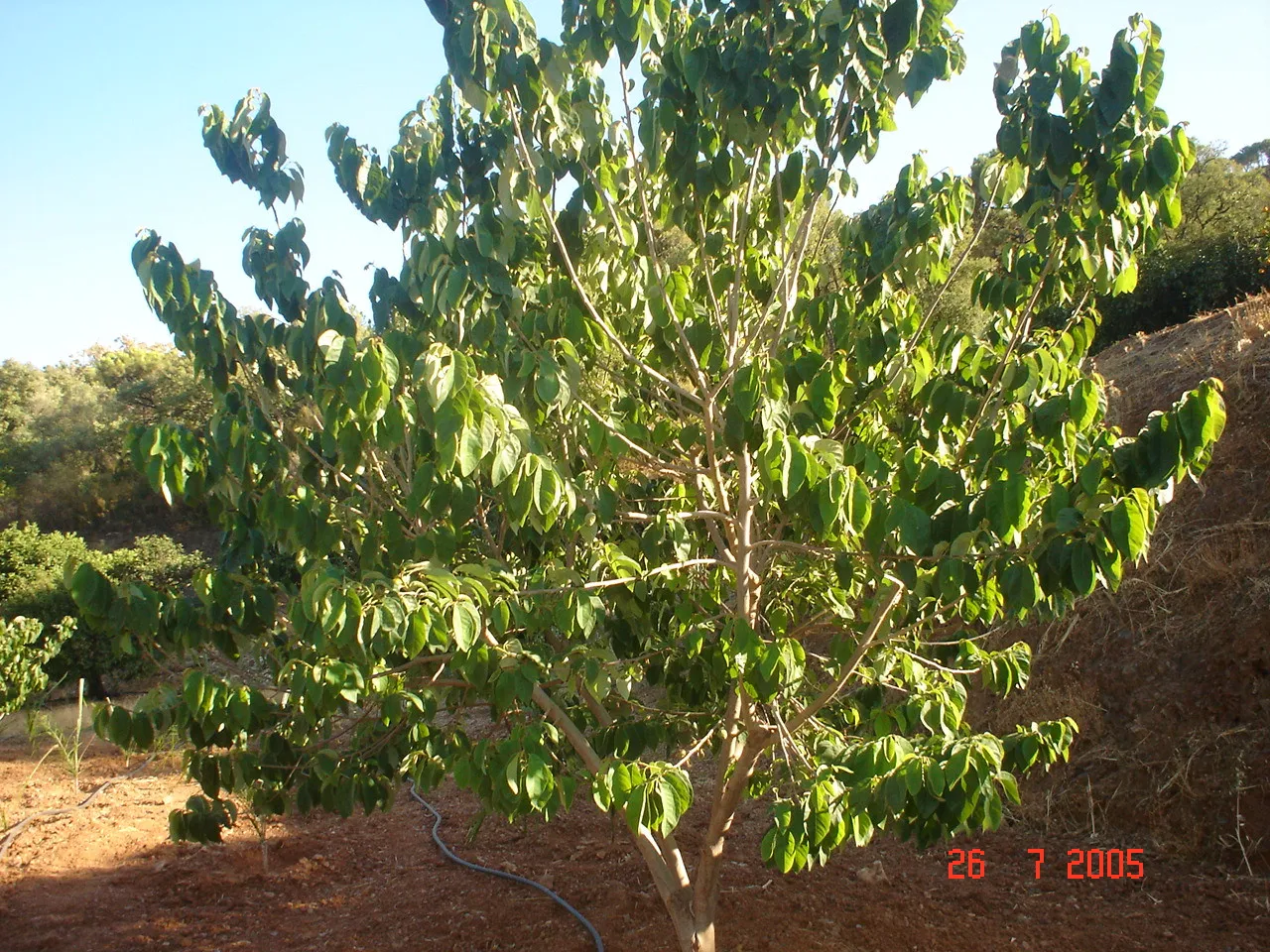 Comprar parcela en El Padron
