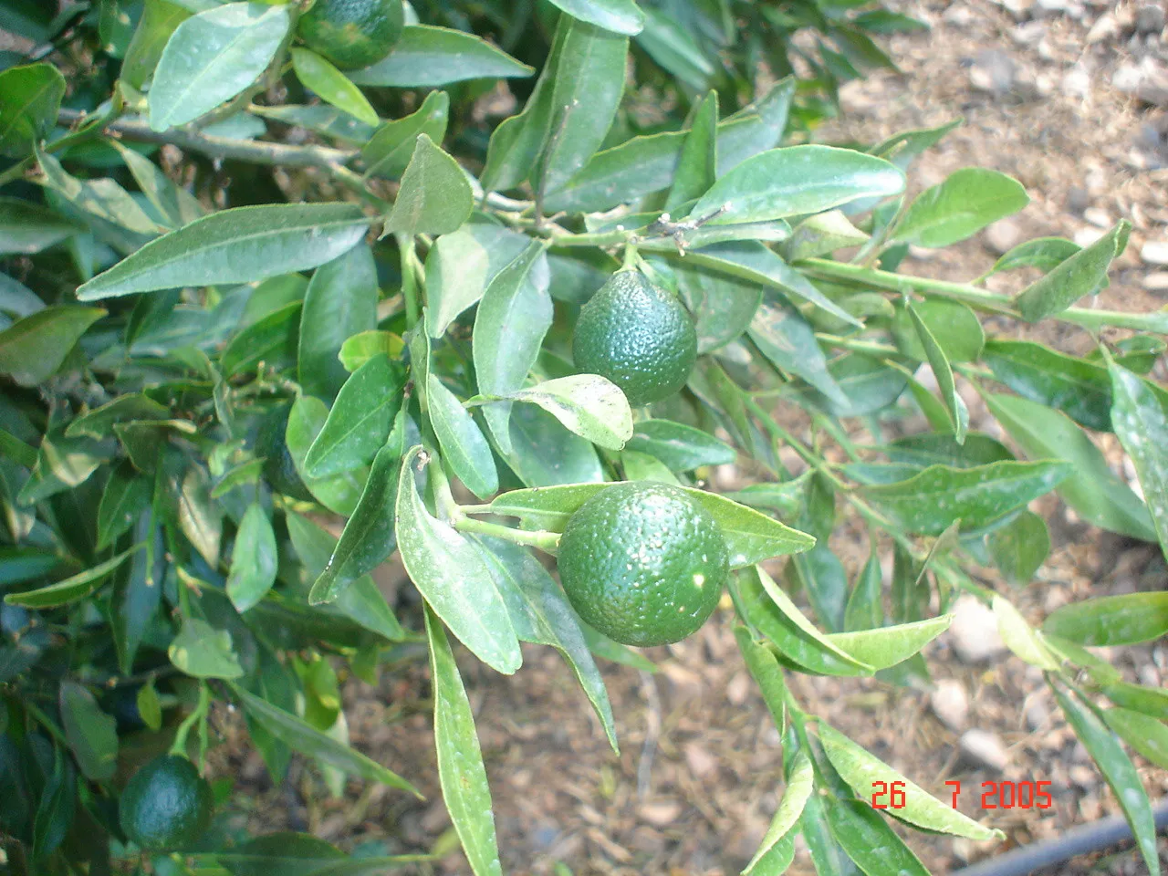 Comprar parcela en El Padron