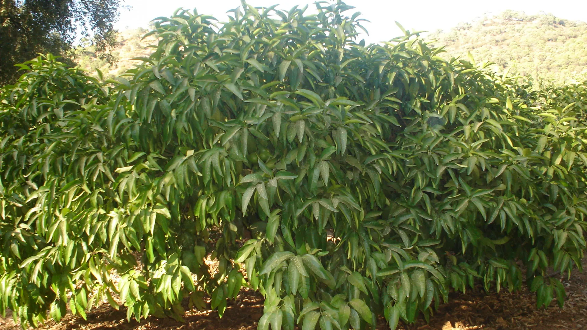 Comprar parcela en El Padron