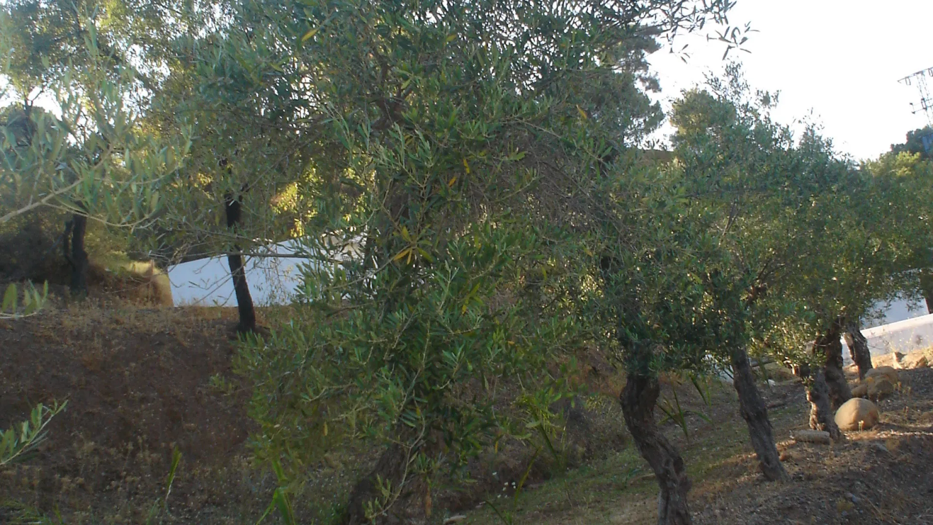 Comprar parcela en El Padron