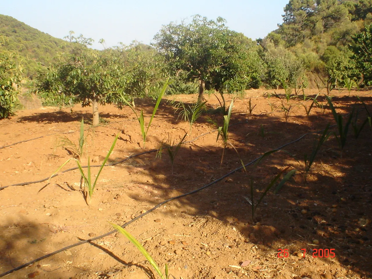Comprar parcela en El Padron