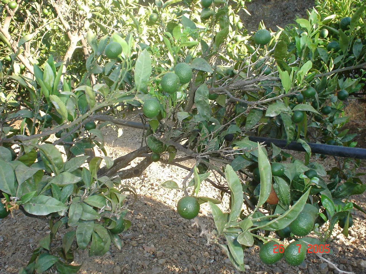 Comprar parcela en El Padron