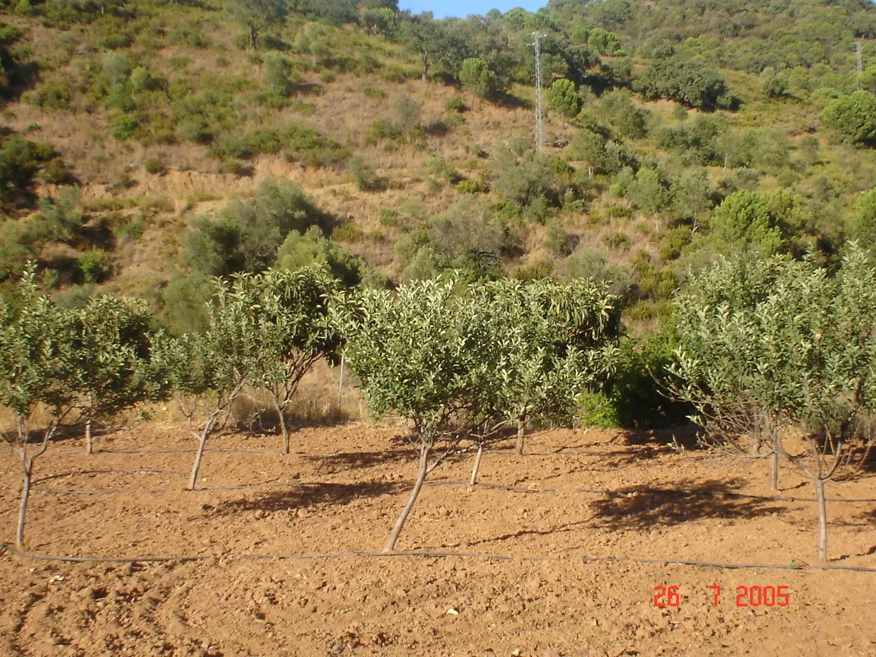 Comprar parcela en El Padron