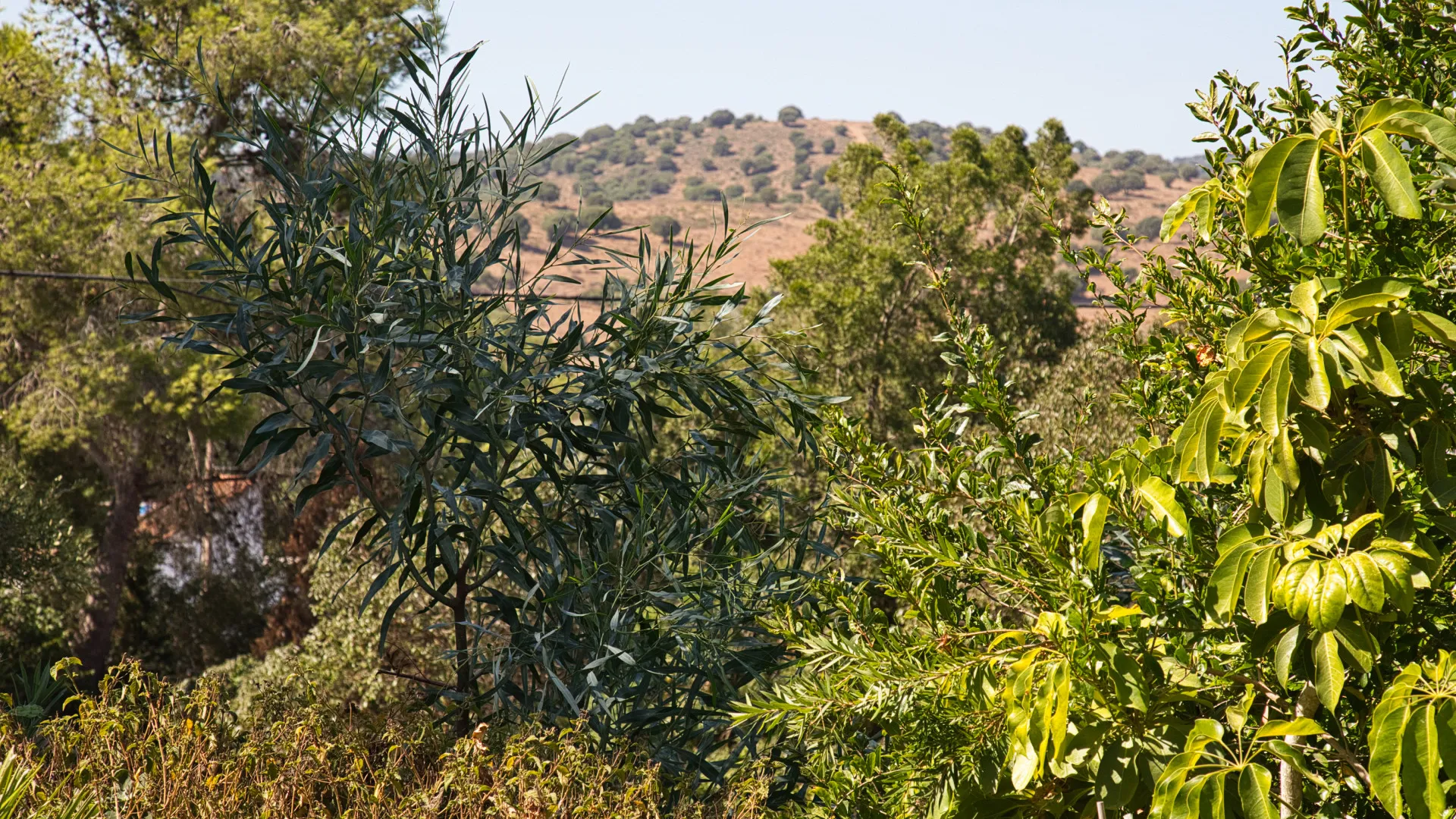 Finca en venta de 3 dormitorios en San Martin del Tesorillo