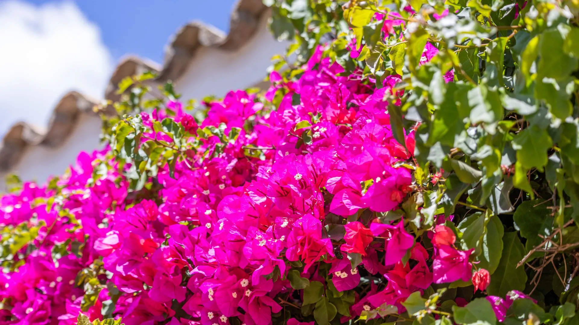 4 bedrooms villa in Zona F for sale