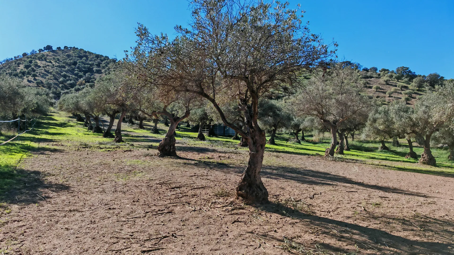 Coin, finca con 12 dormitorios en venta