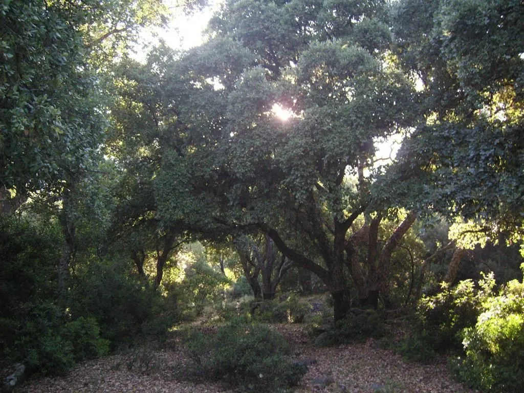 For sale plot in Estacion de Gaucin