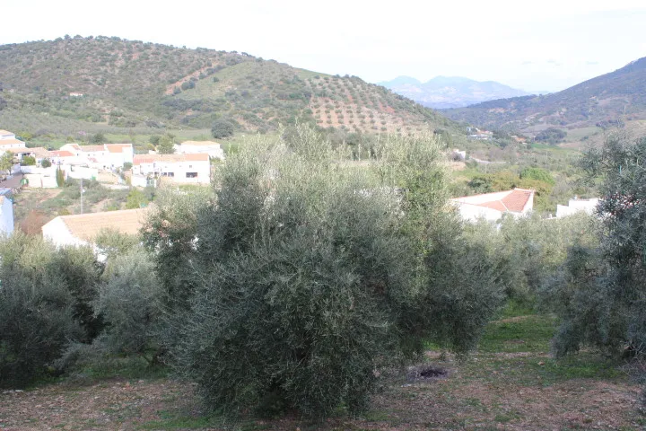 Algodonales house for sale