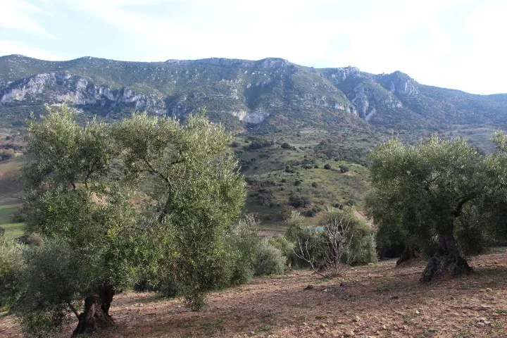 Algodonales house for sale