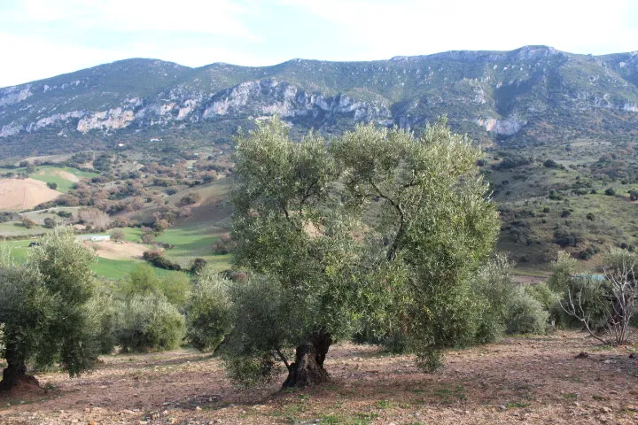 Algodonales house for sale