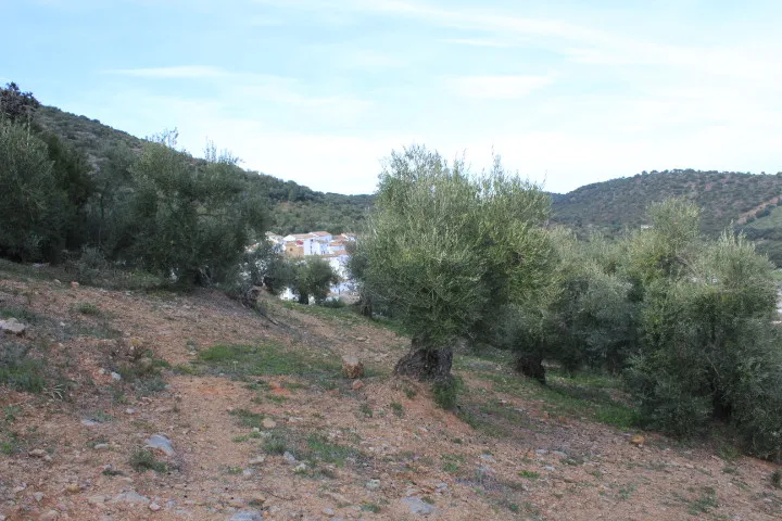 Algodonales house for sale