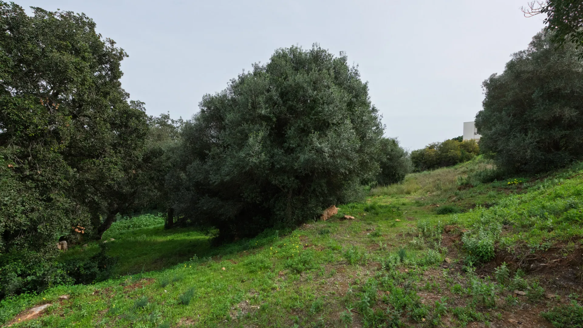 Plot for sale in Sotogrande