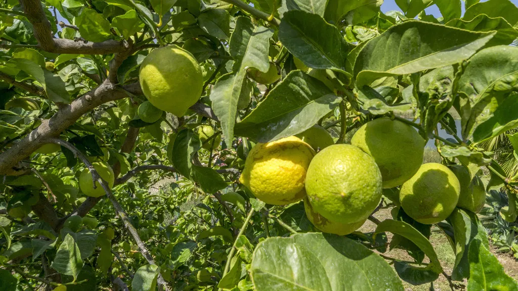 Chalet en venta en Benahavis con 5 dormitorios