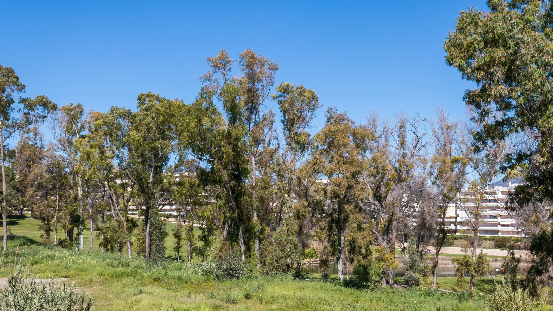 Ático en venta en Guadalmina Alta de 2 dormitorios