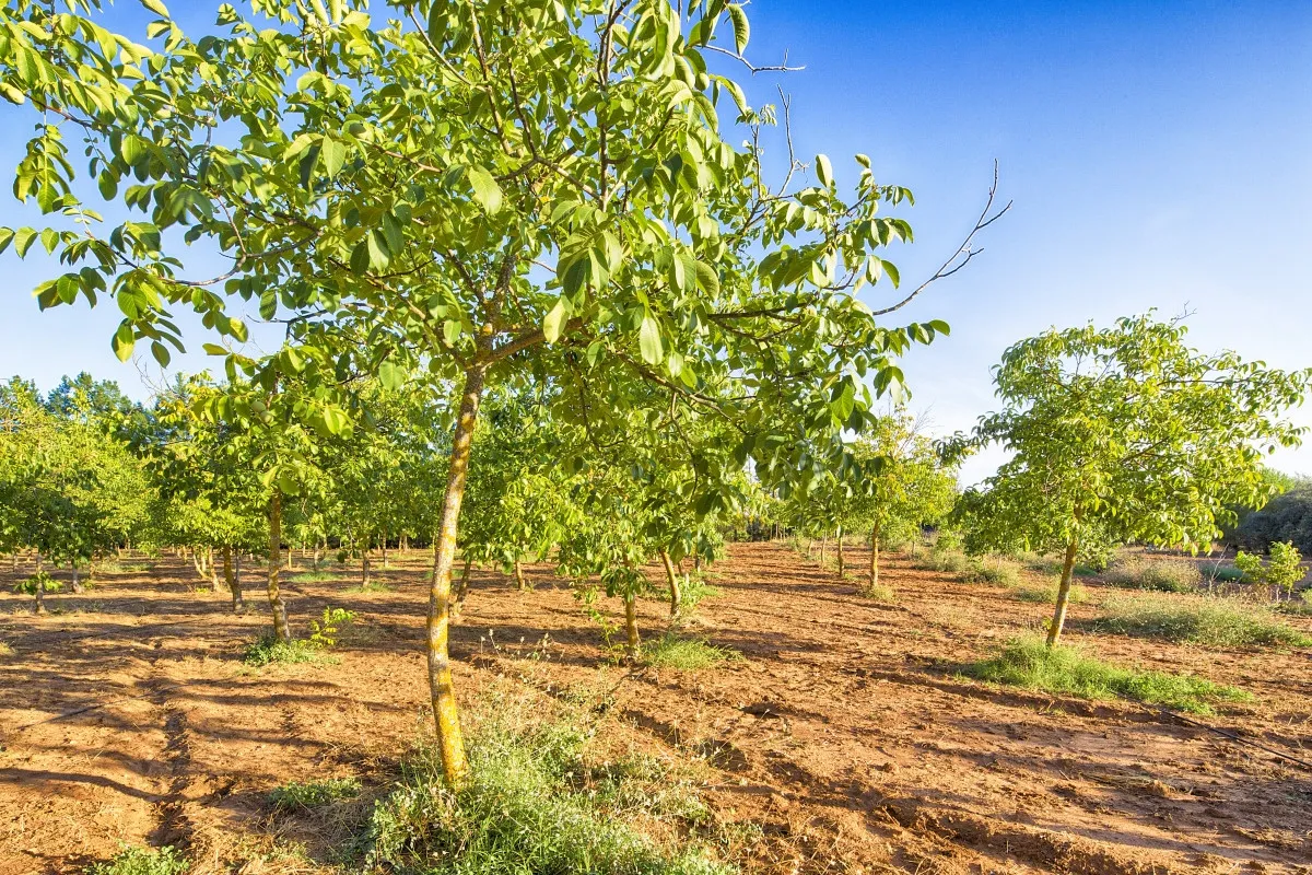 Ronda country house for sale