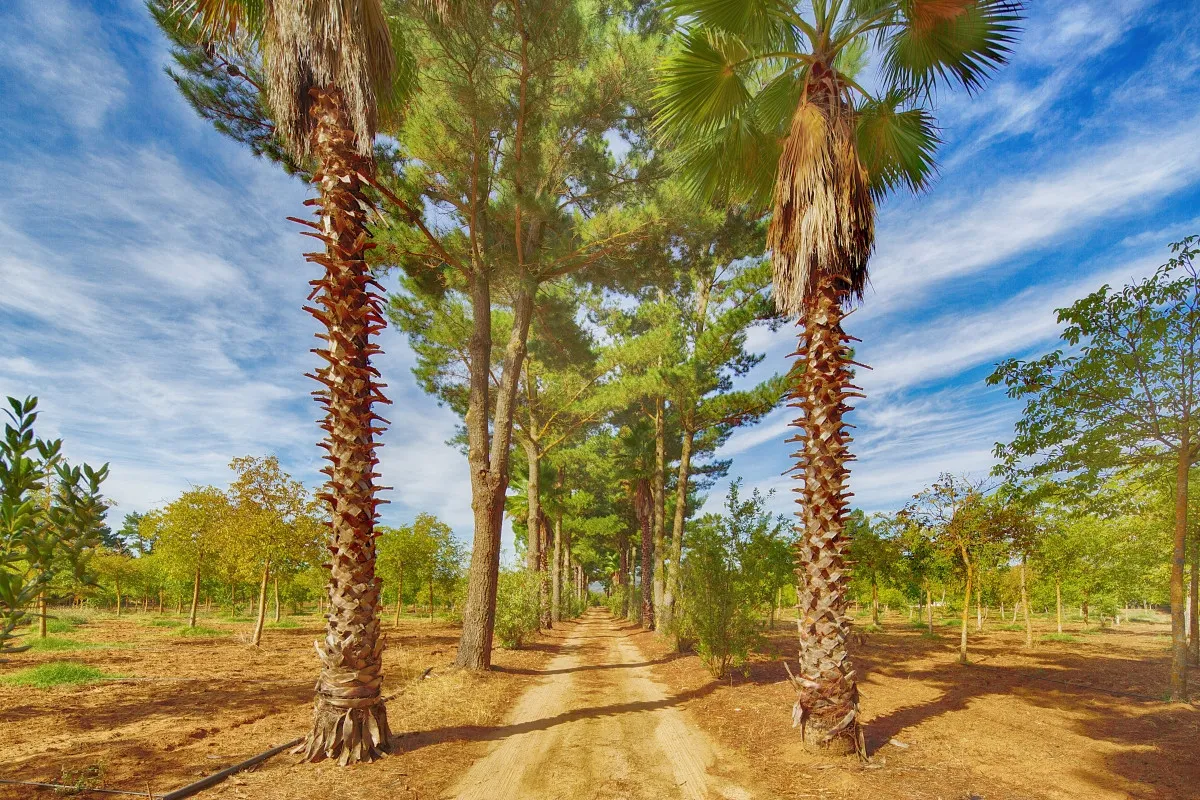 Ronda country house for sale