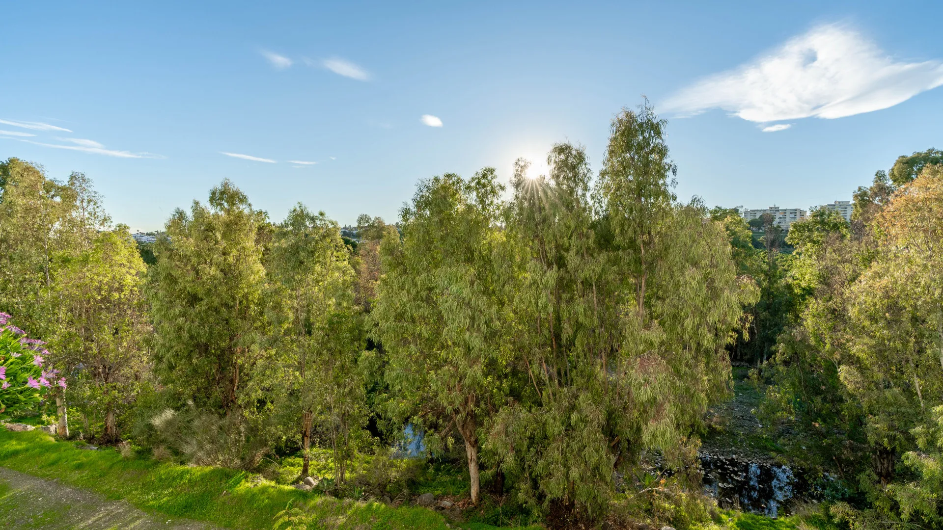 Buy Guadalmina Alta apartment