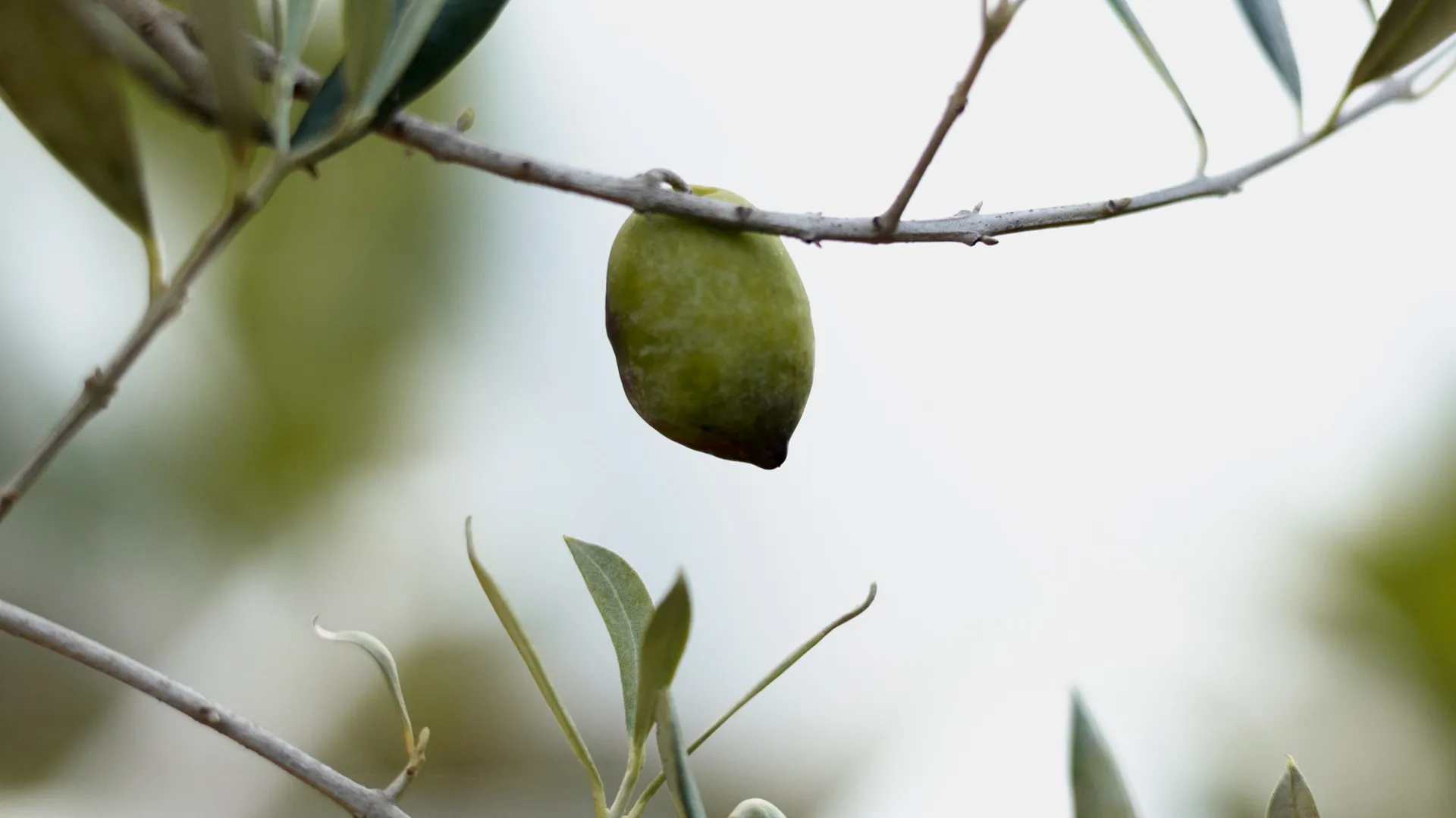 3 bedrooms ground floor apartment for sale in Senda Chica