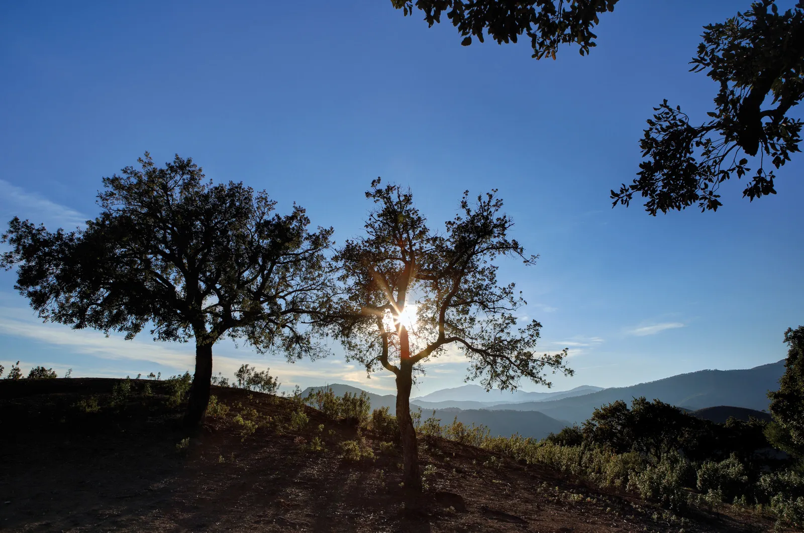 Parcela a la venta en La Zagaleta
