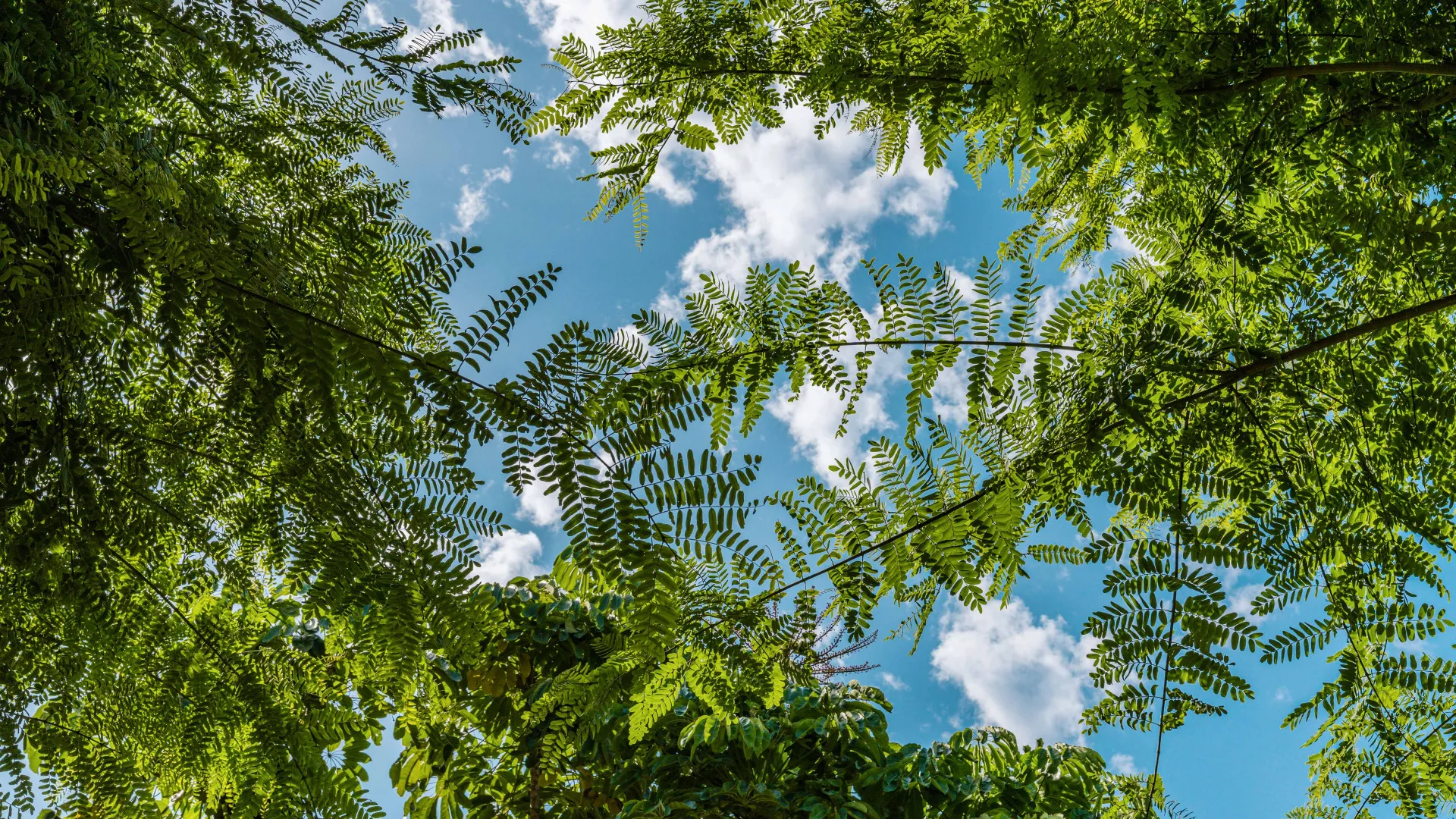 Buy Lomas del Rey 3 bedrooms duplex penthouse