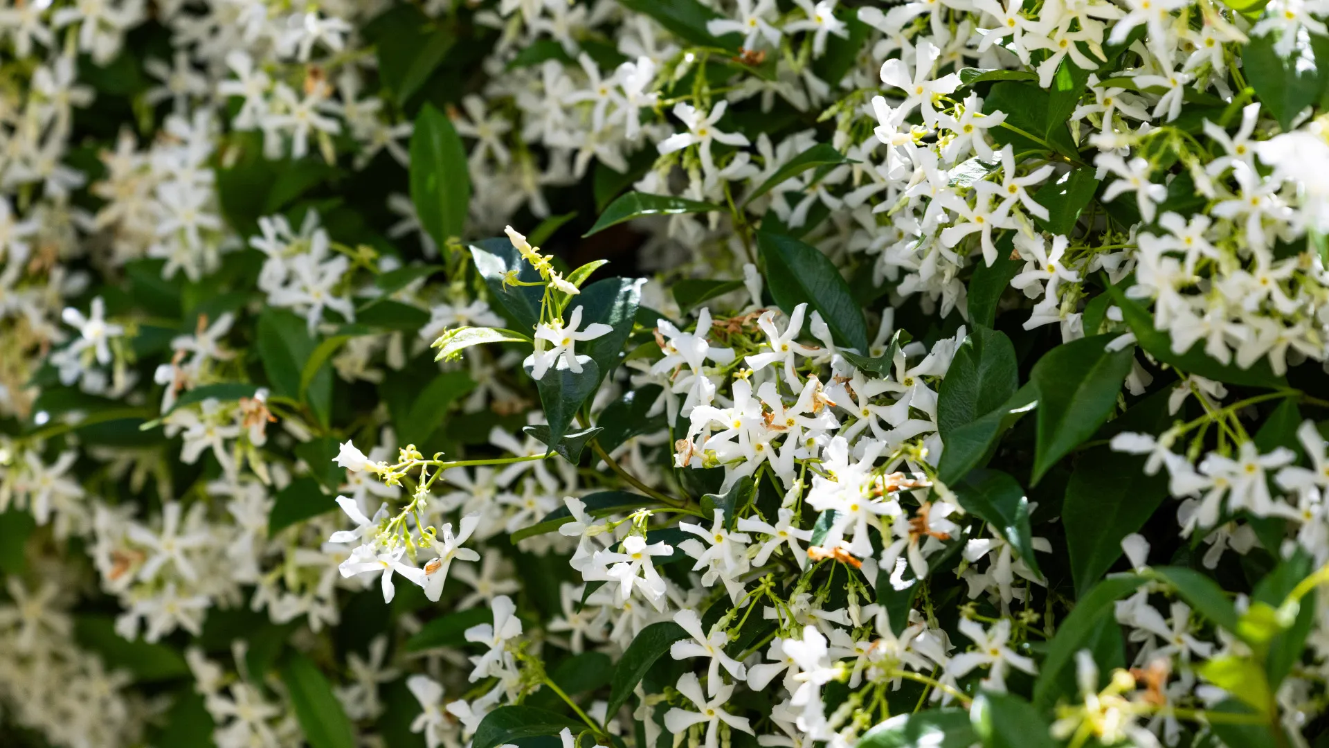 Adosado de 3 dormitorios a la venta en La Finca