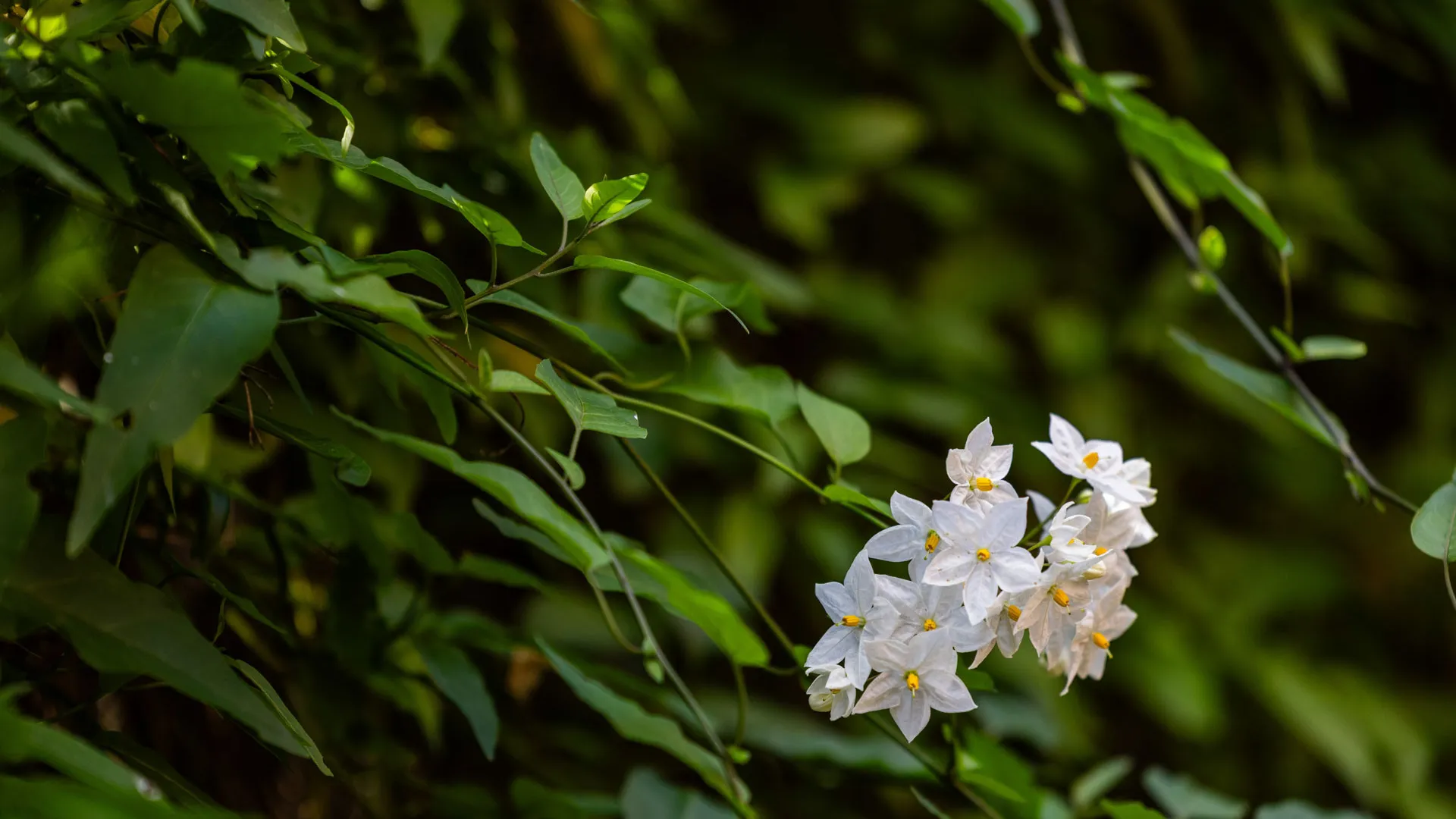 Town house in Alcaidesa Costa for sale