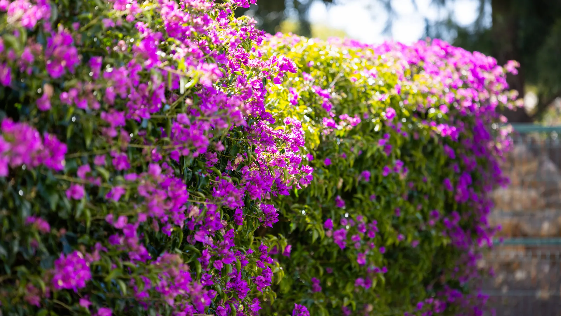 For sale Bahia de las Rocas 3 bedrooms semi detached house