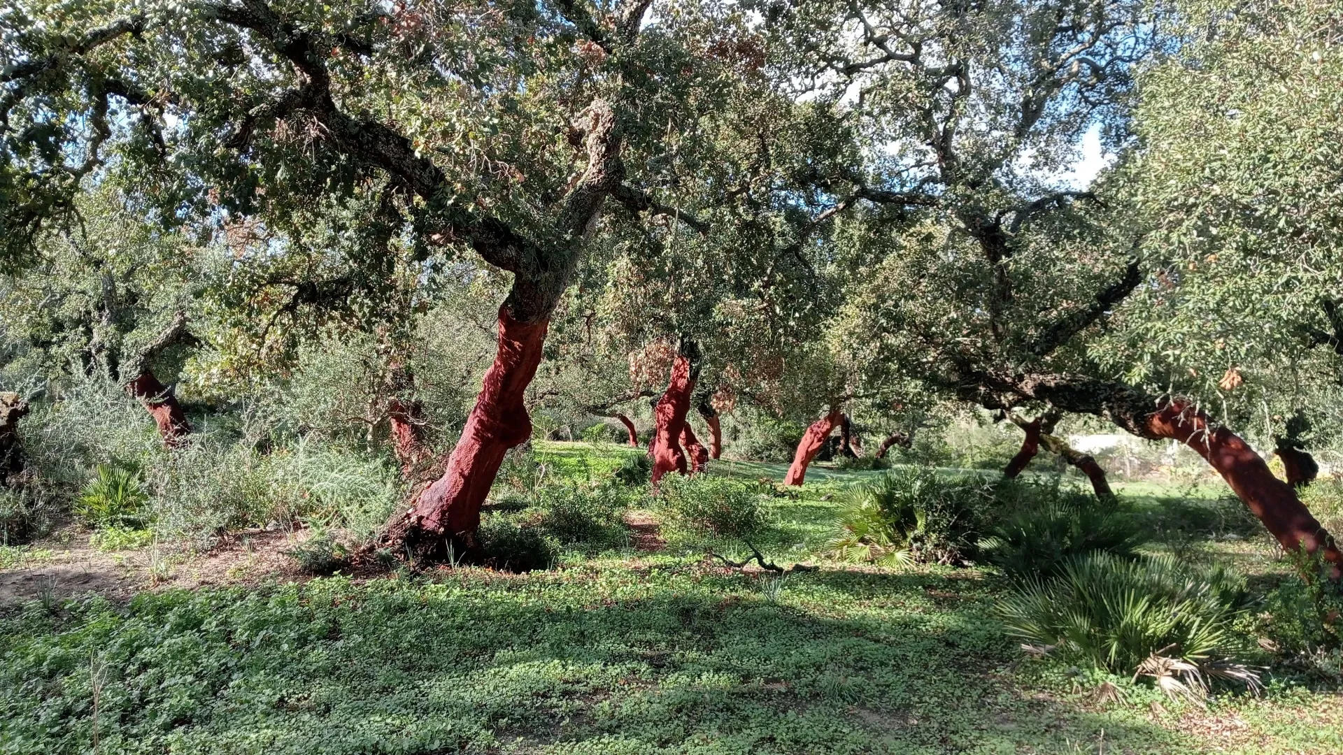 For sale Barbate Pueblo plot