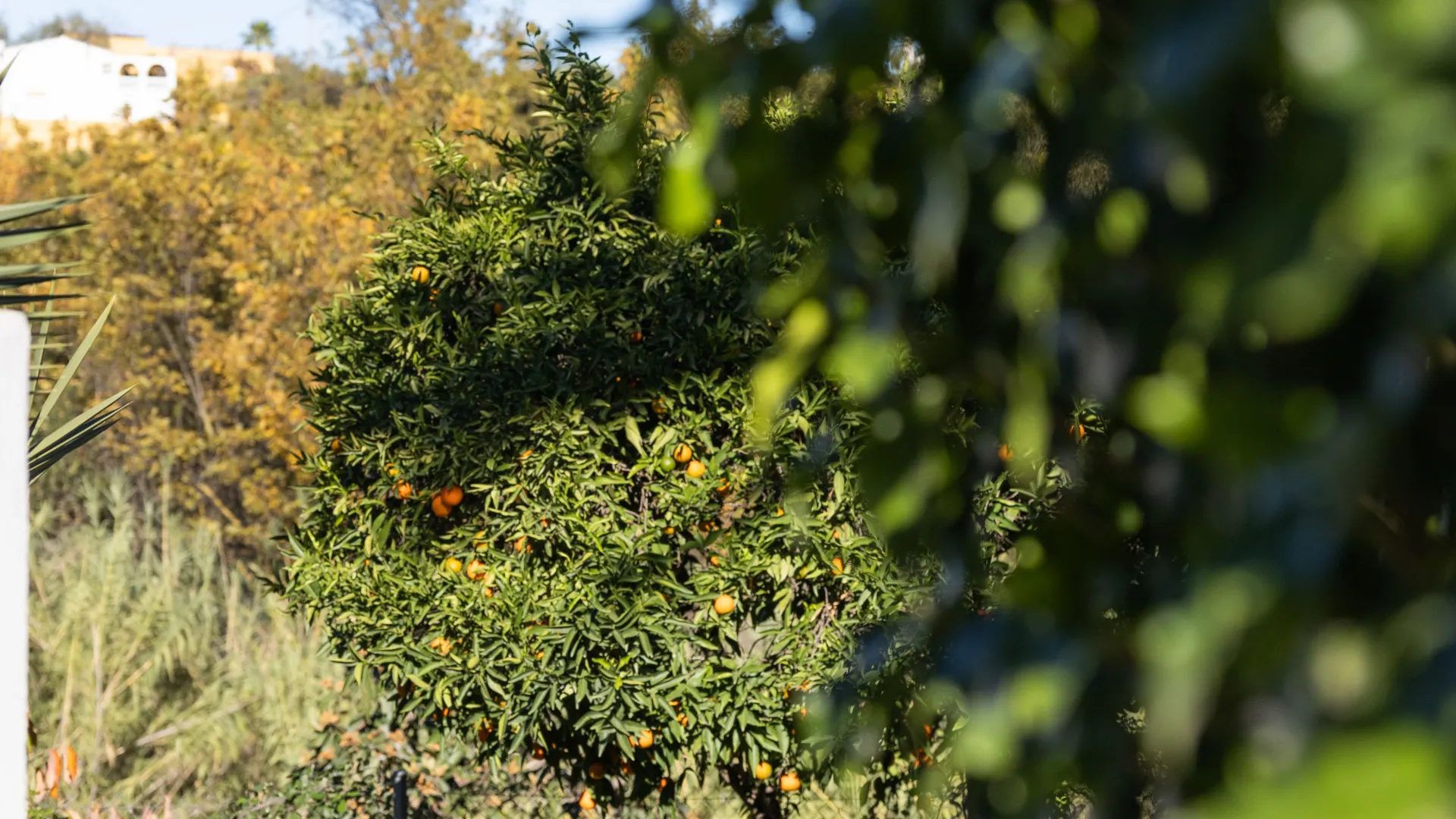 5 bedrooms villa for sale in Coin Centro