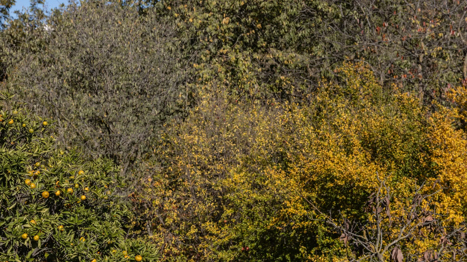 5 bedrooms villa for sale in Coin Centro