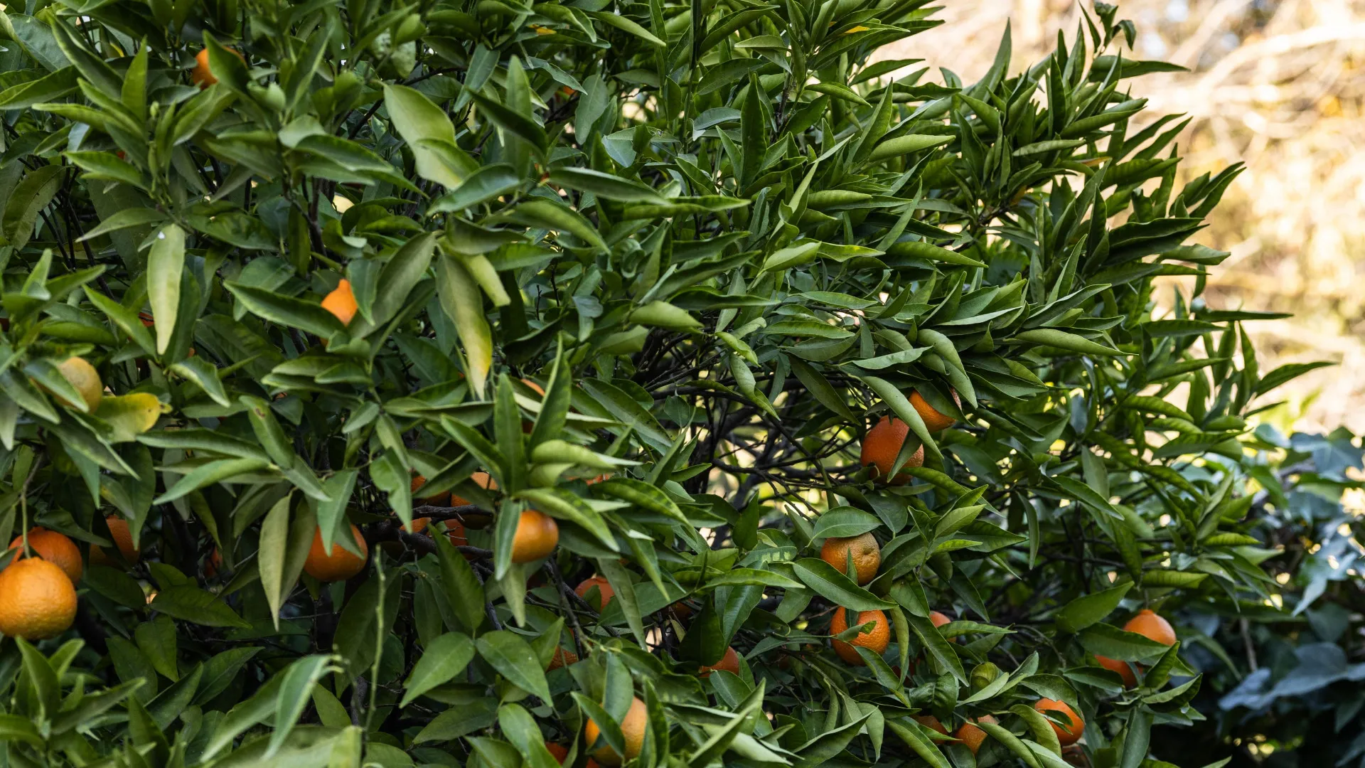 5 bedrooms villa for sale in Coin Centro