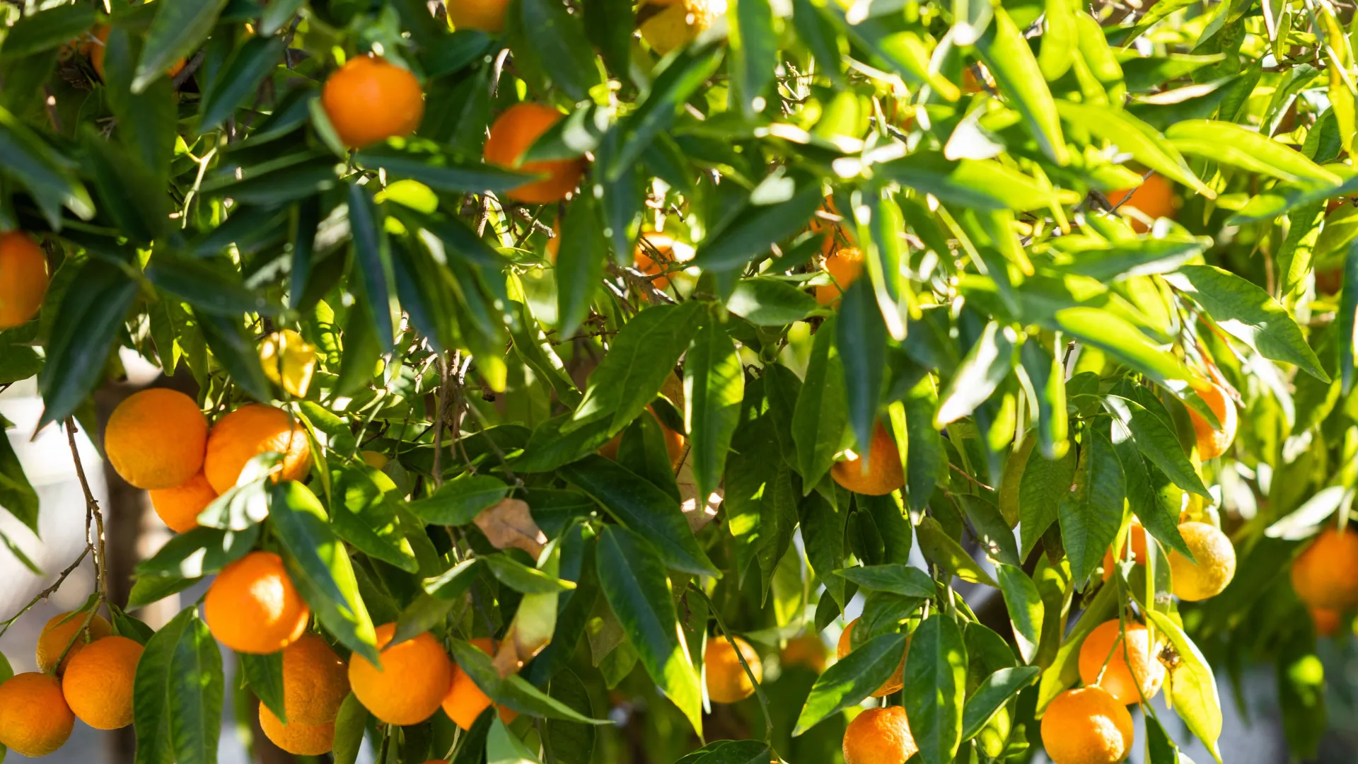 5 bedrooms villa for sale in Coin Centro