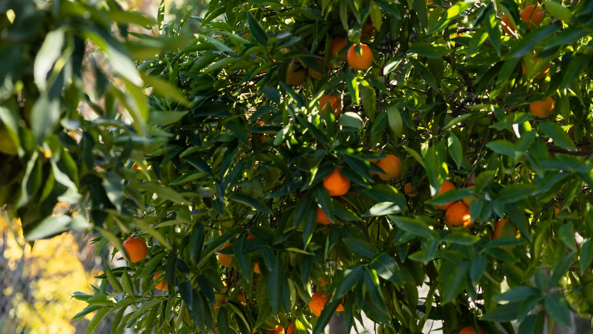 5 bedrooms villa for sale in Coin Centro