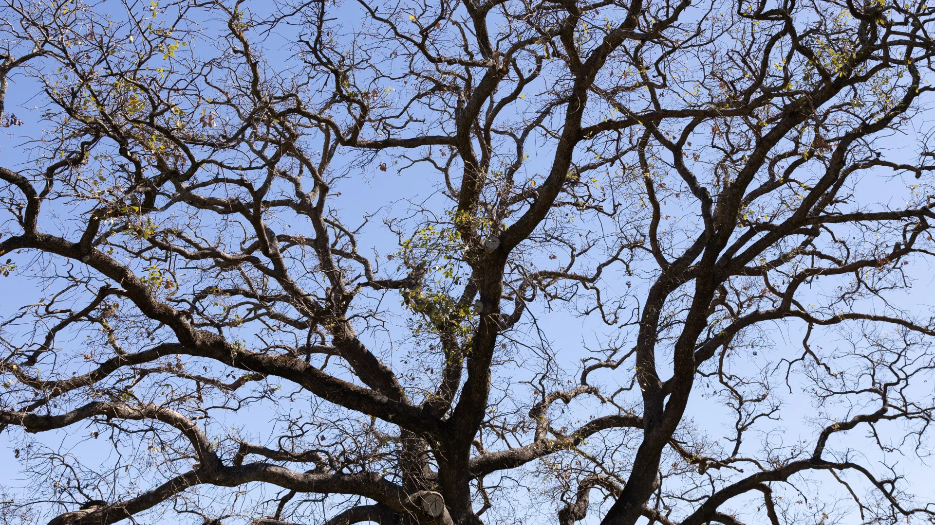 Finca for sale in Jimena de La Frontera