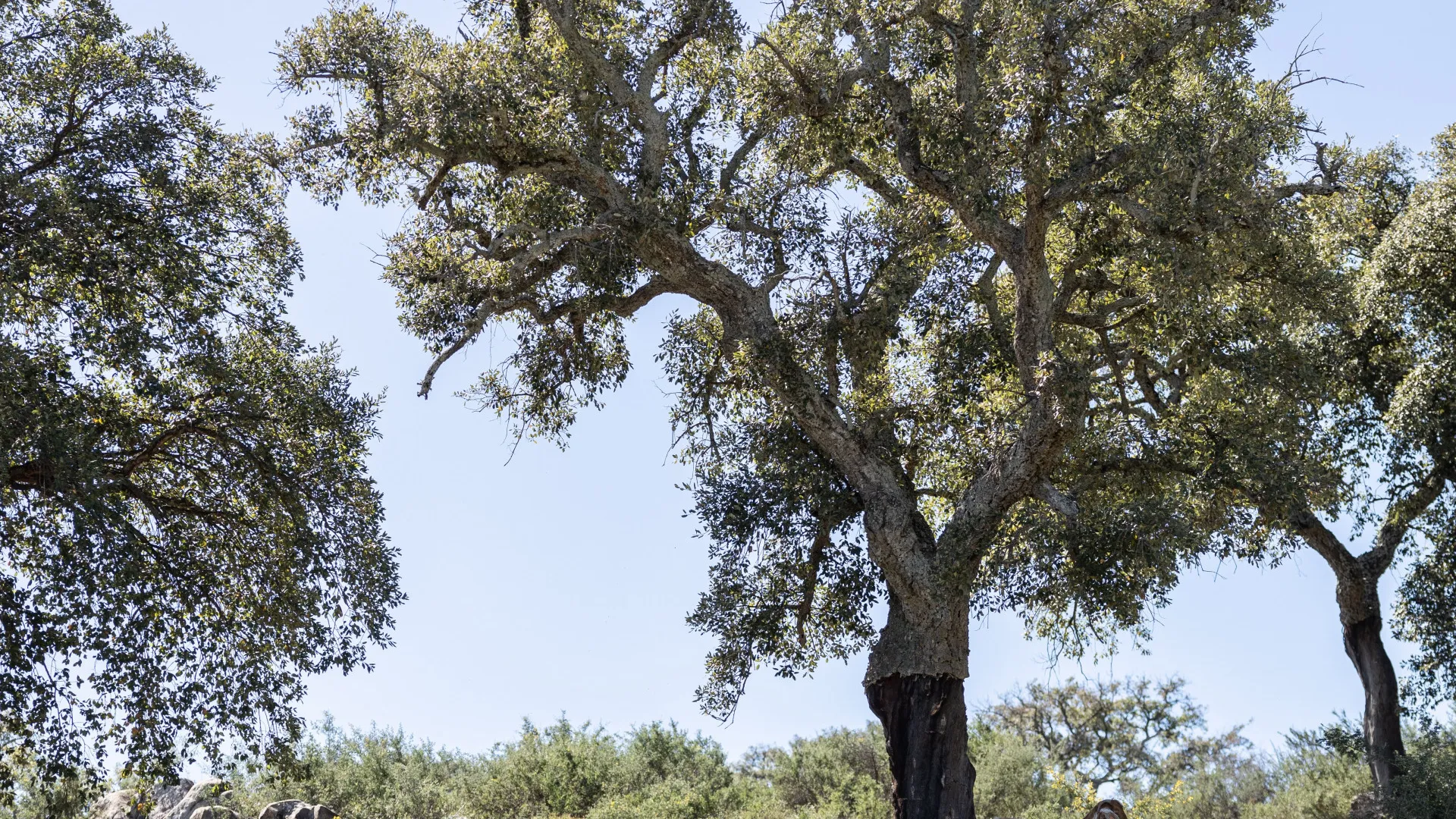 Finca for sale in Jimena de La Frontera