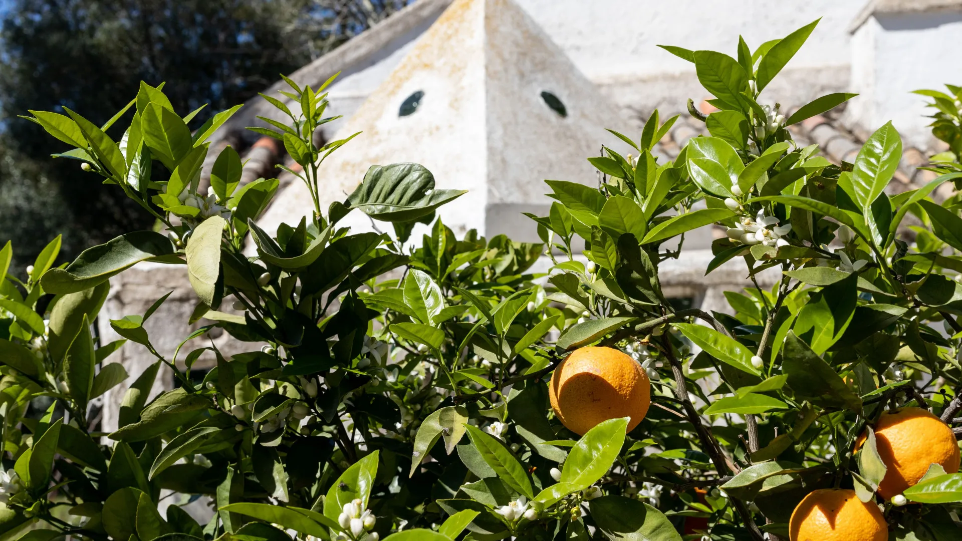 Finca for sale in Jimena de La Frontera